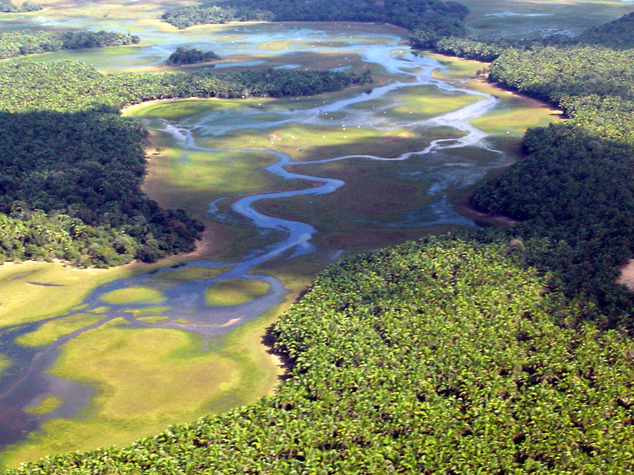 Пресноводное озеро в латинской америке самое большое. Пантанал Бразилия заповедник. Болота Пантанал Бразилия. Пантанал заповедники Южной Америки. Впадина Пантанал в Бразилии.