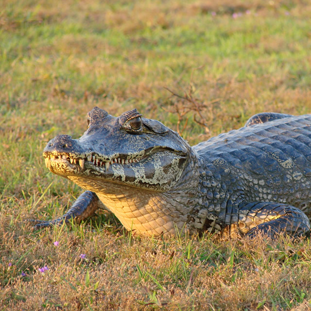 Safari Pantaneiro